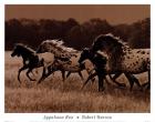 Appaloosa Run