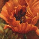 Orange Poppy