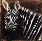 Portrait de Zebre