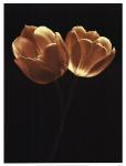 Illuminated Tulips II