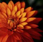 Orange Dahlia