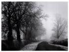Misty Tree-Lined Road
