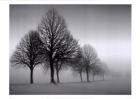 Winter Trees III