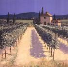 Vineyard Shadows