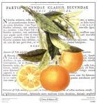 Citrus Edition II