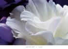 Lisianthus