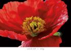 Red Poppy