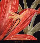 Red Amaryllis With Stem