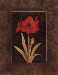 Damask Amaryllis