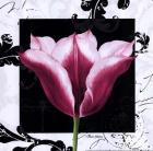 Damask Tulip III