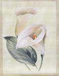 Calla Lily I