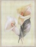 Calla Lily IV