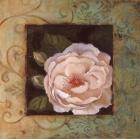 Antique Rose IV