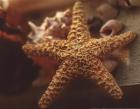 Starfish I