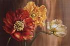 Poppies