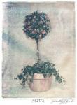 Pink Topiary