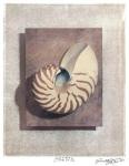 Seashell Study II