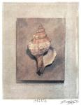 Seashell Study III