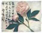 Oriental Peony