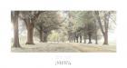 Avenue of Trees