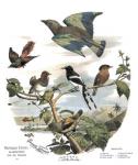 Asian Birds