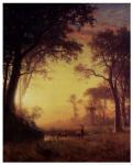 Light in the Forest