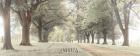 Avenue of Trees