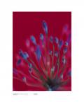 Agapanthus, Reflex Blue on Dark Red