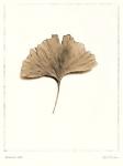 Ginkgo Leaf