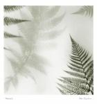 Ferns No. 2