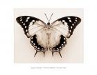 Polyura Pyrrhus - Ventral View