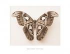 Attacus Atlas