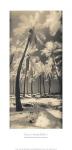 Palm Shadows I