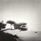 Two Branched Pine, Nakano Umi, Japan (12 x 12)
