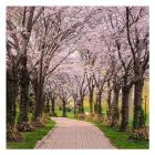 Cherry Blossom Trail