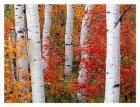 Aspens and Maples