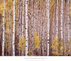 Aspen Grove, Colorado