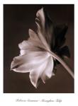 Moonglow Tulip