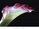 Calla Lily