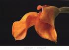 Double Orange Calla