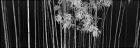 Bamboo - China