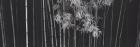 Bamboo - China