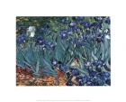 Irises in the Garden, Saint-Remy, c.1889