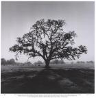 Oak Tree, Sunrise