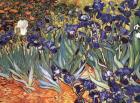 Irises in the Garden, Saint-Remy, c.1889