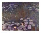 Water Lilies