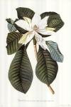 Magnolia Folis Oblongis