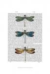 Dragonflies Print 1