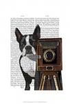 Boston Terrier Photographer