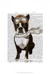 Boston Terrier Flying Ace